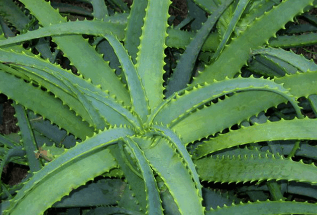 Το Kalanchoe θεραπεύει ανδρικές παθήσεις